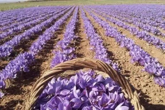 د خوړو نړۍوال پروګرام: په افغانستان کې د زعفرانو له کښته ملاتړ کوو