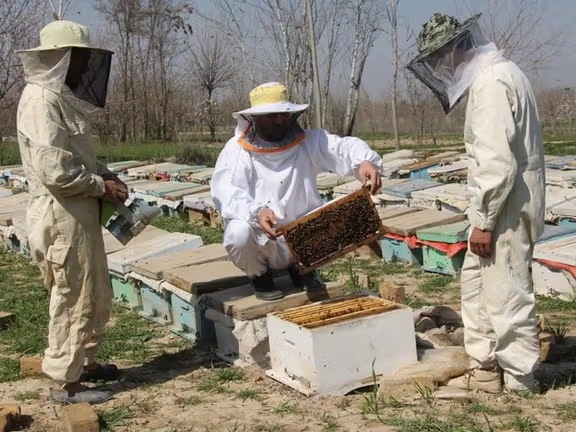 سږکال له بلخ نه دوه ټنه شات بهرنیو هېوادونو ته صادر شوي دي