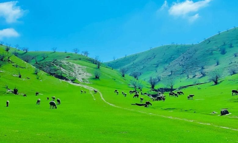 طالبان وايي بادغیس کې یې ۲۵ زره جریبه څړځایونه بېرته راګرځولي دي