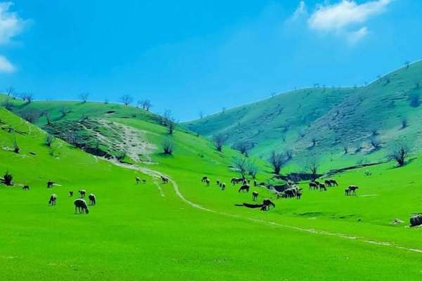 طالبان وايي بادغیس کې یې ۲۵ زره جریبه څړځایونه بېرته راګرځولي دي