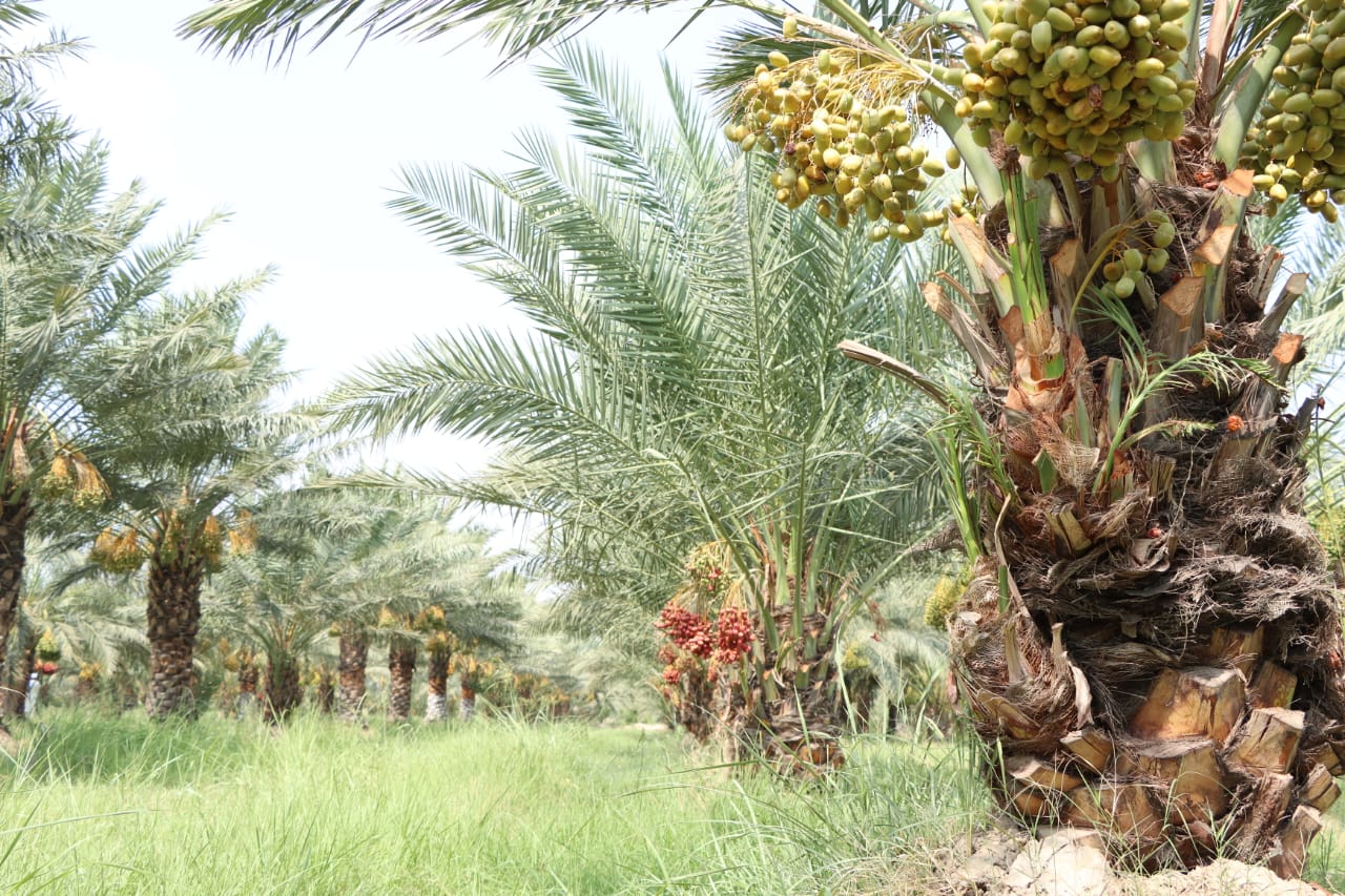 طالبان غواړي د خصوصي شرکتونو پرمټ په ننګرهار کې د خرما بڼونه زیات کړي