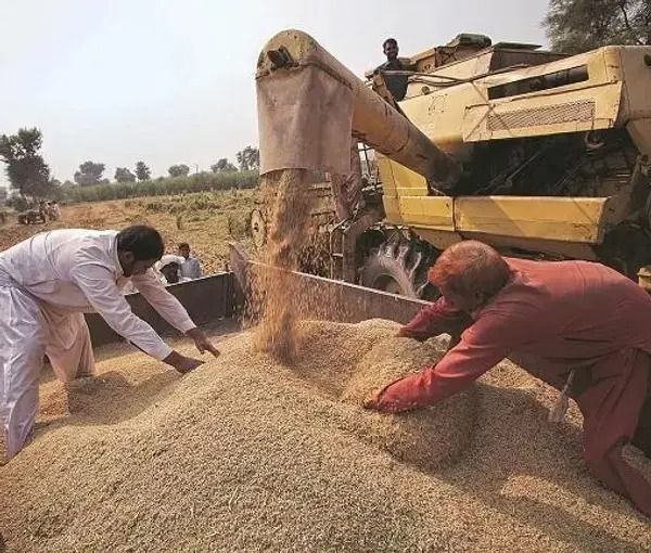 ادامه قاچاق غله به پاکستان؛ قیمت گندم در بازار هلمند بیش از دو برابر شده است