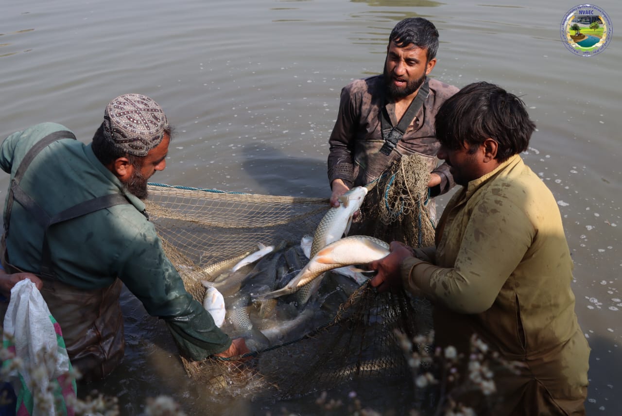 د ننګرهار وادي کرنیز دولتي شرکت وايي نهه ټنه کبان به ډېر ژر بازار ته په وړ بيه عرضه کړي