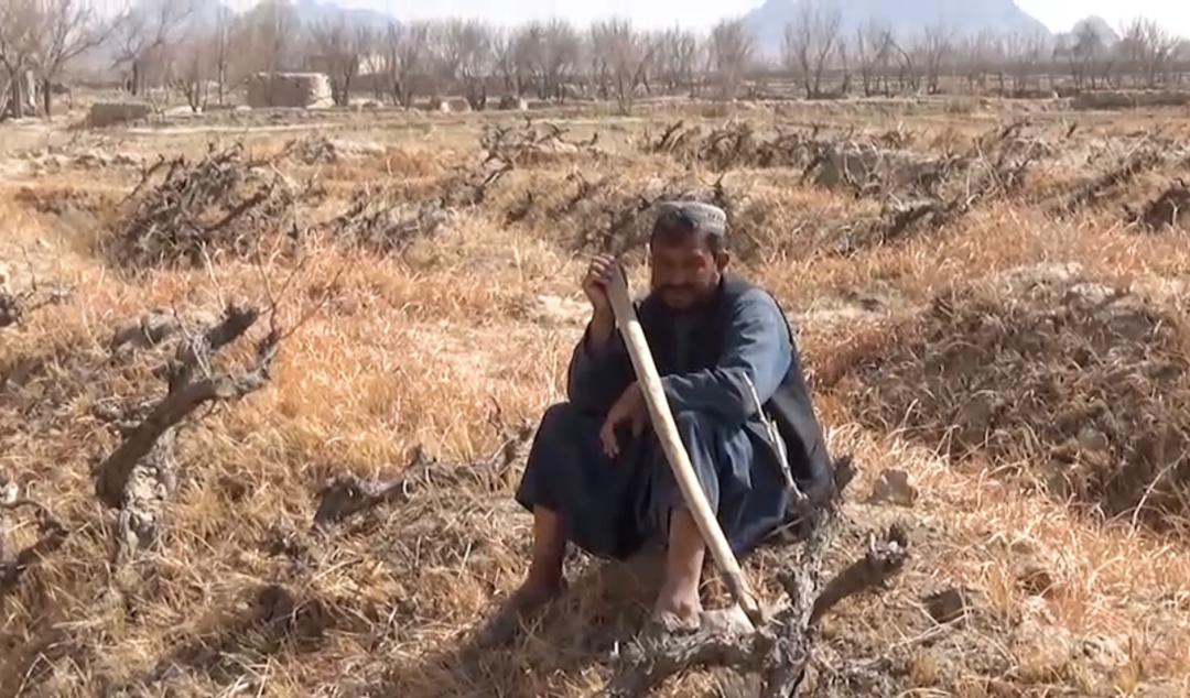 اوږدې وچکالۍ د کندهار کروندګر مایوسه کړي؛خو طالب مسوولين هم د ستونزې ژر حل ته اراده نه لري