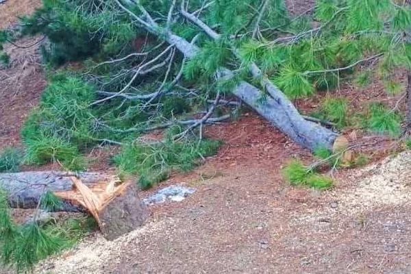 ځايي سرچینې وايي په خوست کې د شخصي بدۍ له امله د ځڼغوزي ۴۷ ونې اره شوې