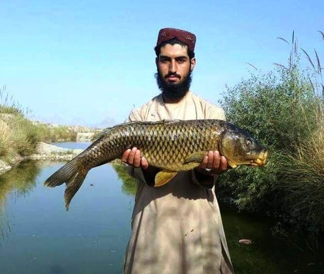 طالبان وایي، هرات کې د کورنیو کبانو پېر او پلور ډېر شوی