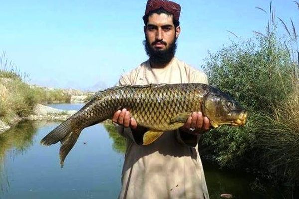 طالبان وایي، هرات کې د کورنیو کبانو پېر او پلور ډېر شوی