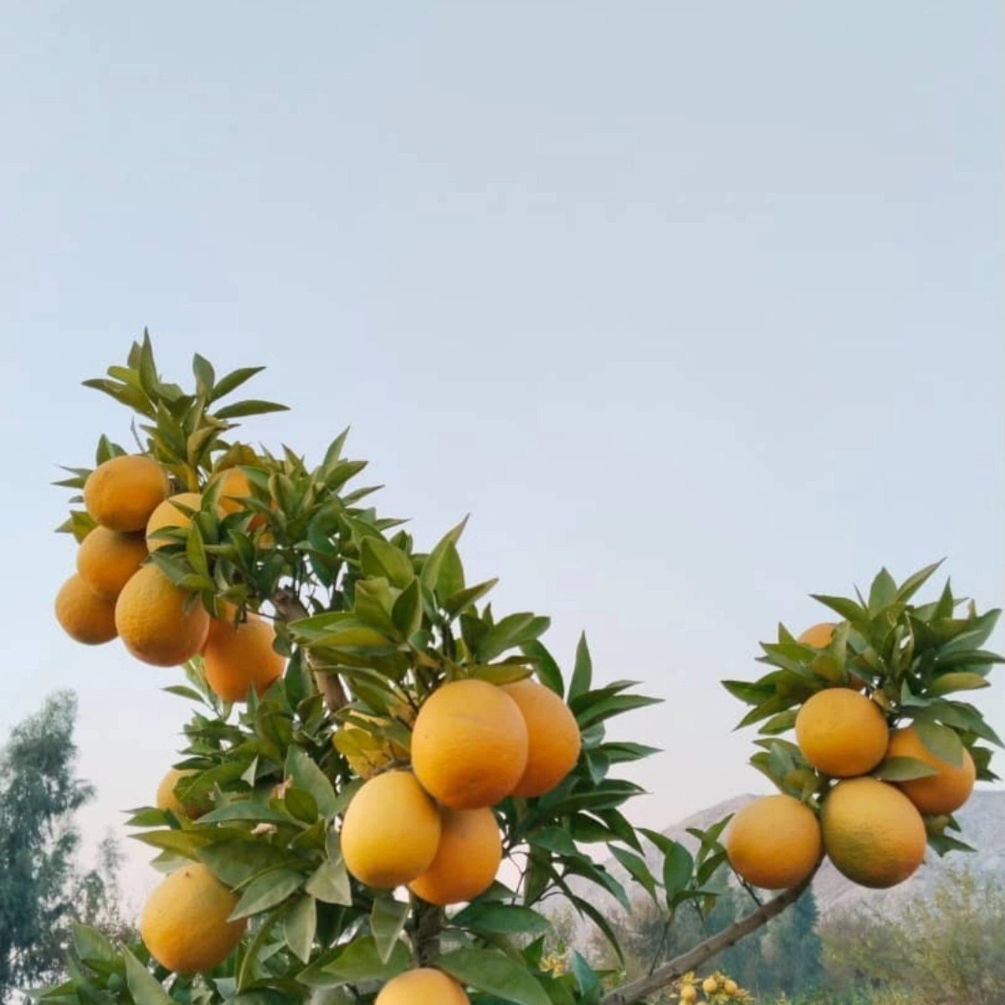 طالبان: ننګرهار کې په څه باندې ۲۲ زره جریبه شاړه ځمکه د مالټو بڼونه جوړ شوي