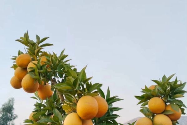 طالبان: ننګرهار کې په څه باندې ۲۲ زره جریبه شاړه ځمکه د مالټو بڼونه جوړ شوي