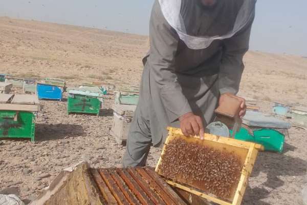 طالبان وايي په پکتیا کې د شاتو تولیدات ۳۰ سلنه زیات شوي