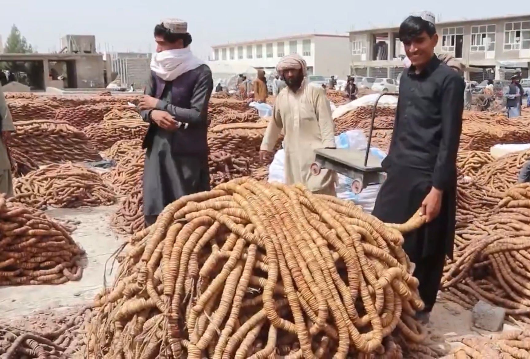 د طالبانو کرنې وزارت وایي، سږ کال هېواد کې د انځرو ۱۵۲زره ټنه حاصلات ترلاسه شوي