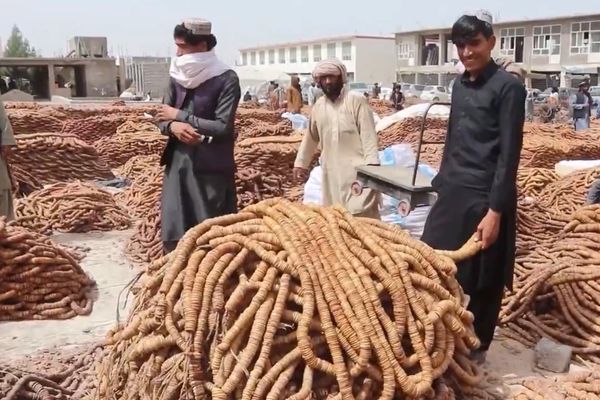 د طالبانو کرنې وزارت وایي، سږ کال هېواد کې د انځرو ۱۵۲زره ټنه حاصلات ترلاسه شوي