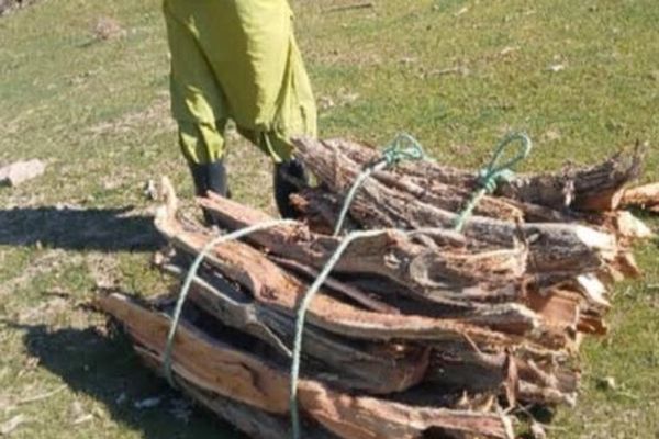 طالبان وایي په بادغیس کې یې پنځه تنه د ځنګلونو پرې کولو په تور نیولي دي