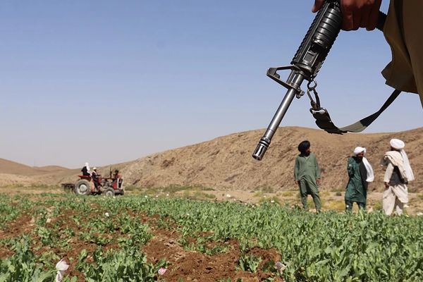 ملګري ملتونه: پر کوکنارو بندیز په افغانستان کې کروندګر له سخت اقتصادي بحران سره مخ کړي