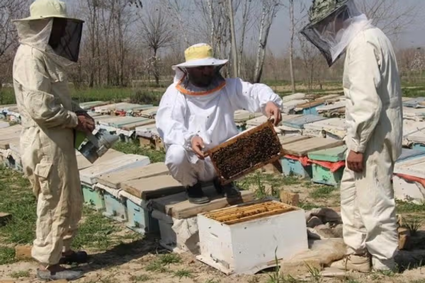 سږ کال له کندهار څخه بهر ته ۲،۵ ټنه شات صادر شوي