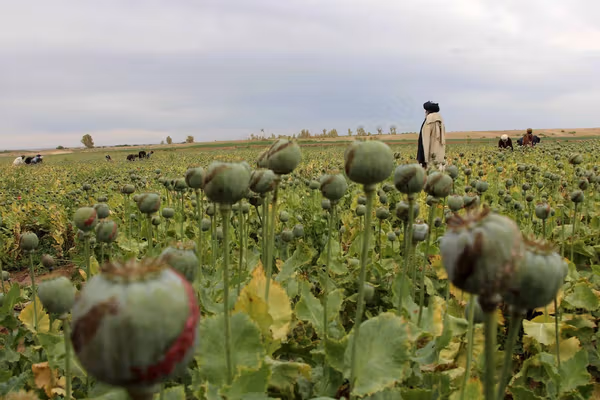 واشنگتنپست برای نخستین بار ماموریت مخفی سیا برای تخریب مزارع خشخاش افغانستان را فاش کرد