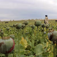 واشنگتنپست برای نخستین بار ماموریت مخفی سیا برای تخریب مزارع خشخاش افغانستان را فاش کرد