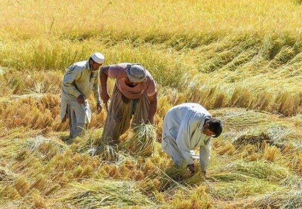 سازمان جهاد کشاورزی کرمانشاه کار افغان‌های فاقد مدرک اقامت در بخش کشاورزی را ممنوع کرد
