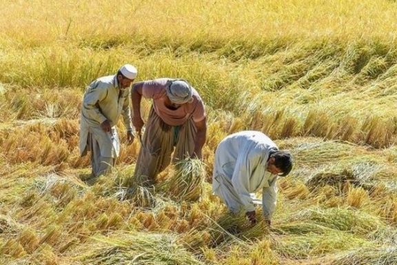 سازمان جهاد کشاورزی کرمانشاه کار افغانهای فاقد مدرک اقامت در بخش کشاورزی را ممنوع کرد