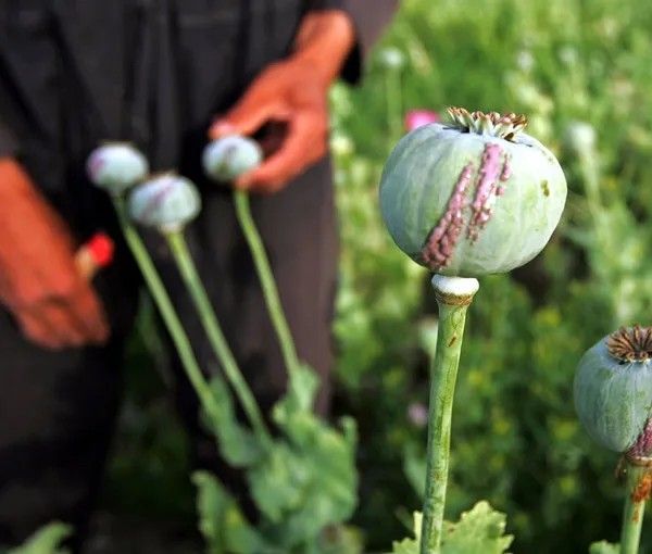 رهبر طالبان کشت کوکنار را در افغانستان ممنوع اعلام کرد