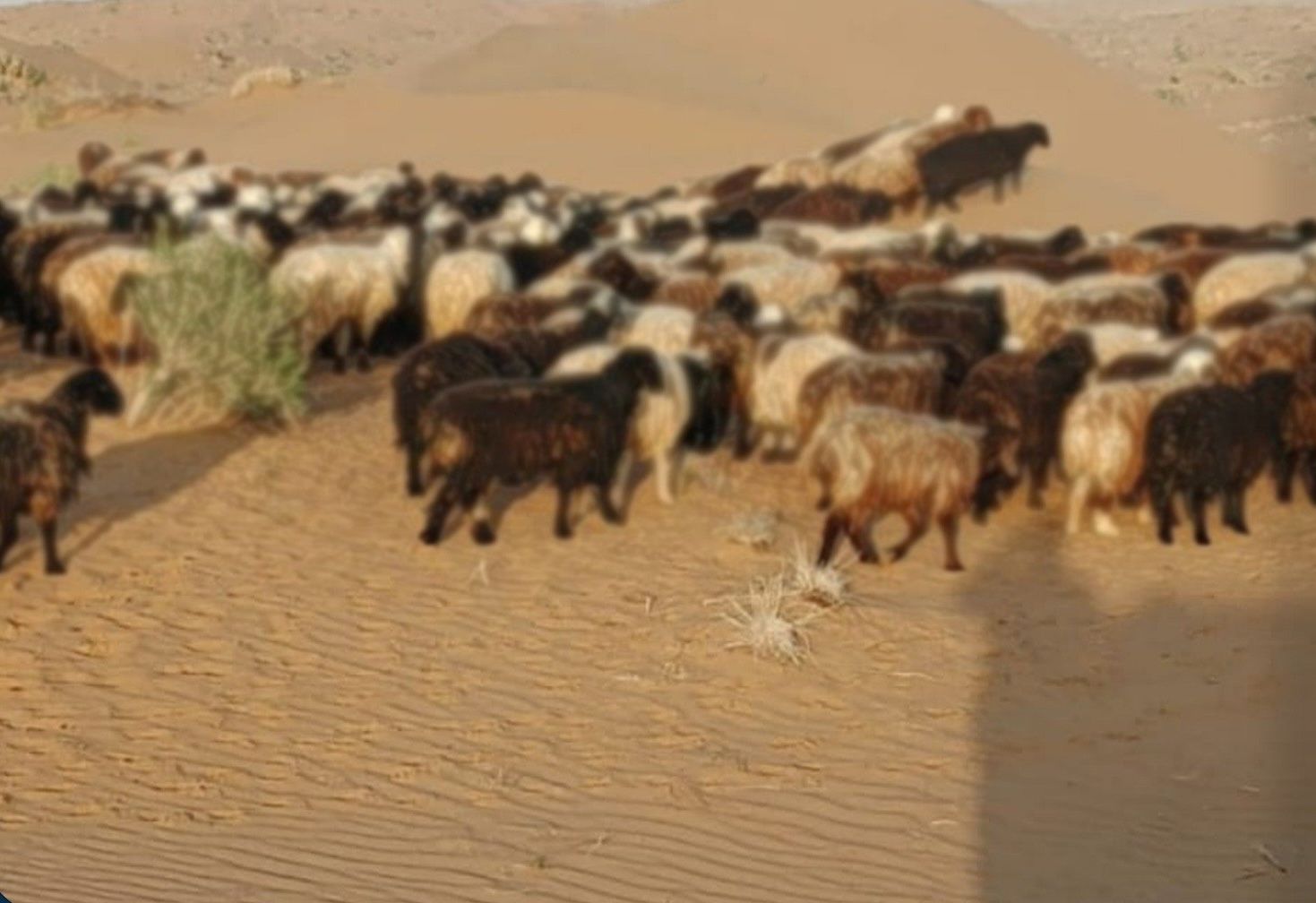 طالبان وایي د کندهار په دوه ولسوالیو کې یې پاکستان ته د څارویو د قاچاق مخه نیولې