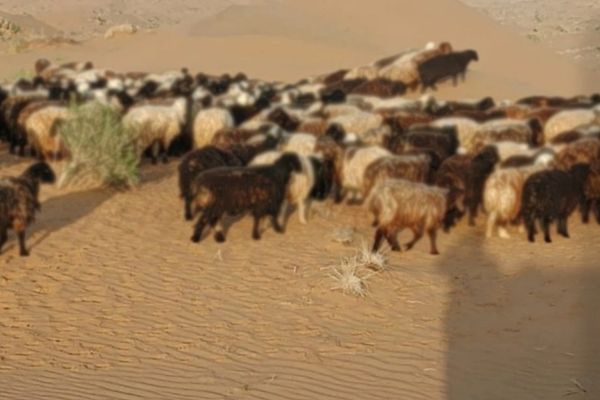 طالبان وایي د کندهار په دوه ولسوالیو کې یې پاکستان ته د څارویو د قاچاق مخه نیولې