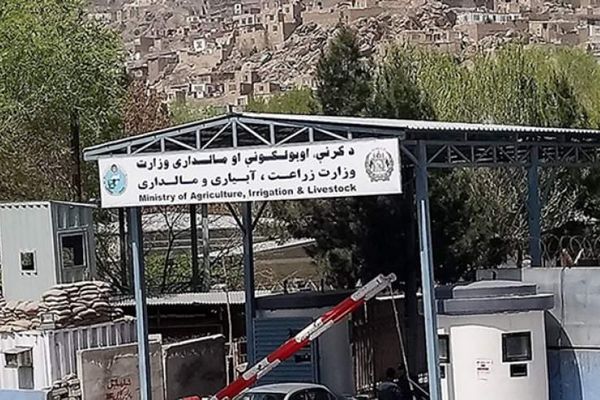 طالبانو تېره یوه اوونۍ ۱۱ ولایتونو کې د بېلابېلو کرنیزو فعالیتونو راپور ورکړی