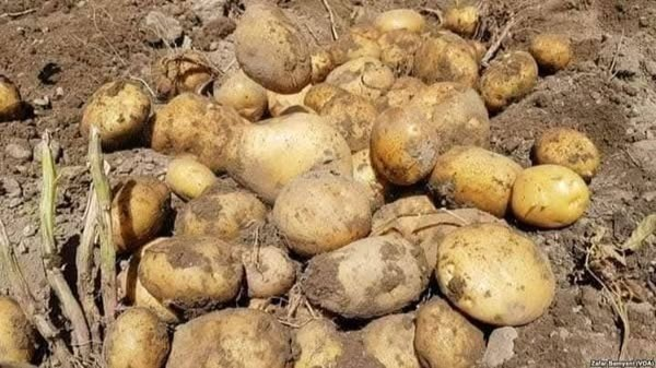 له پاکستان سره تړلې لارې؛ هره ورځ لسګونه ټنه الوګان ازبکستان او تاجکستان ته صادرېږي