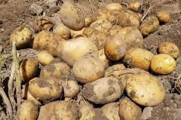 له پاکستان سره تړلې لارې؛ هره ورځ لسګونه ټنه الوګان ازبکستان او تاجکستان ته صادرېږي