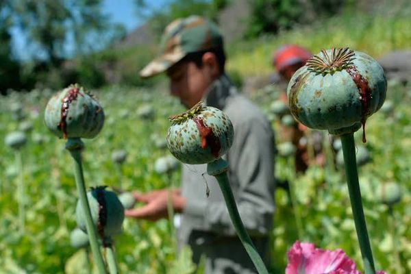 طالبانو افغانستان کې د نشهيي توکو د ډېروالي په تړاو د ملګرو ملتونو راپور رد کړ