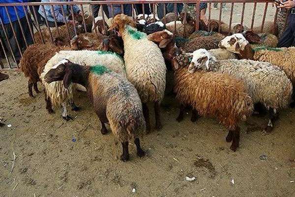 ایران واردات دام زنده از افغانستان را ممنوع کرد