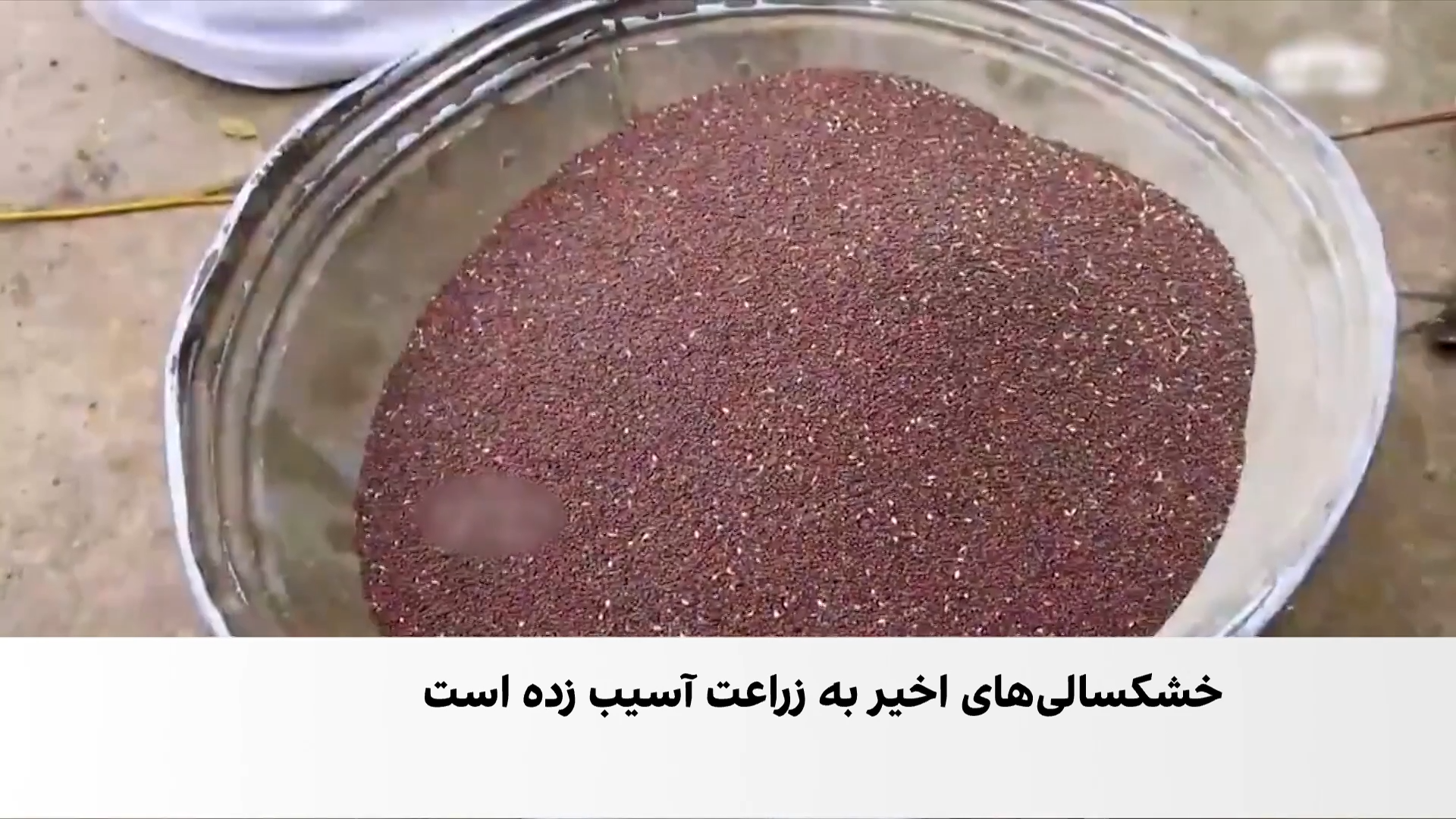 تولید روغن زغر در بلخ