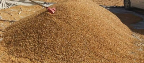 طالبانو هر کال له قزاقستان نه د یو ميليون ټنه جوارو د واردولو پرېکړه کړې