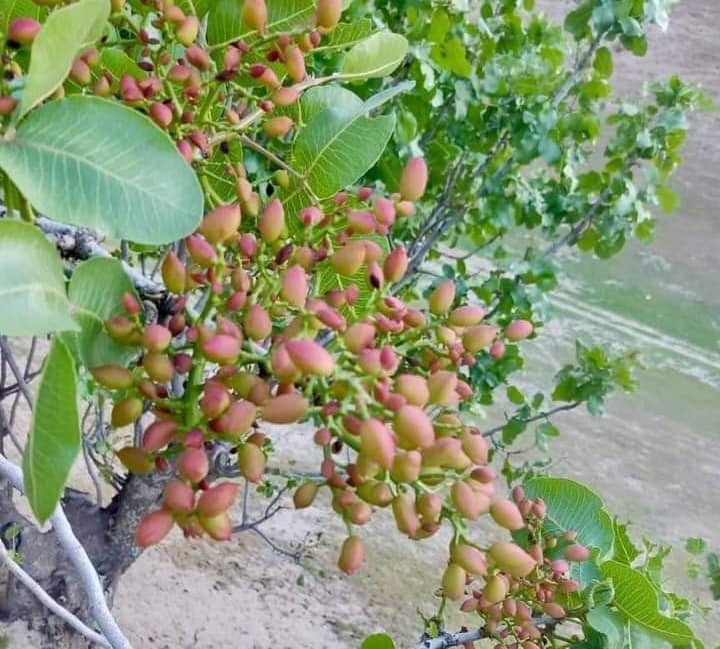 سوداګر: په بادغیس کې له وخت وړاندې د پستې له راټولو باید په جدي ډول مخنیوی وشي