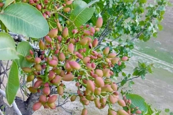 سوداګر: په بادغیس کې له وخت وړاندې د پستې له راټولو باید په جدي ډول مخنیوی وشي