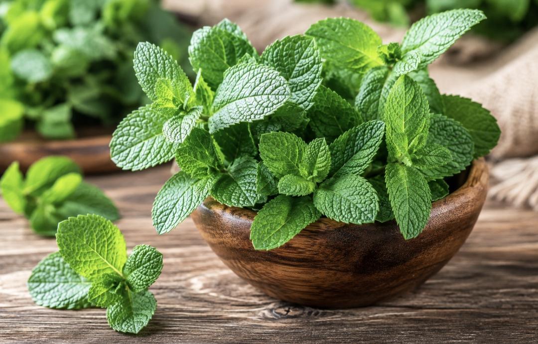 نعناع؛ دا شین بوټی دروغتیا لپاره څه رازونه لري؟