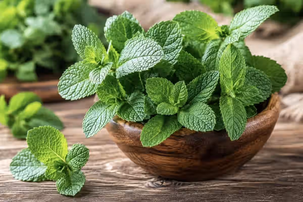 نعناع؛ دا شین بوټی دروغتیا لپاره څه رازونه لري؟