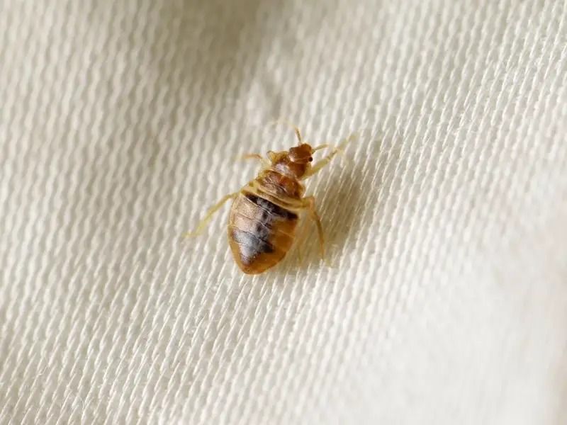 حکومت فرانسه درباره افزایش چشمگیر خَسَک در این کشور، نشست فوری برگزار می‌کند