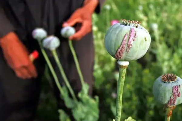 No Signs of Decrease in Drug Trafficking from Afghanistan, Says Tajikistan