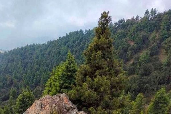طالبان: د خوست د ځنګلونو په اړه د ملګرو ملتونو اندېښنه بې اساسه ده، د ساتنې هڅې زیاتې شوي