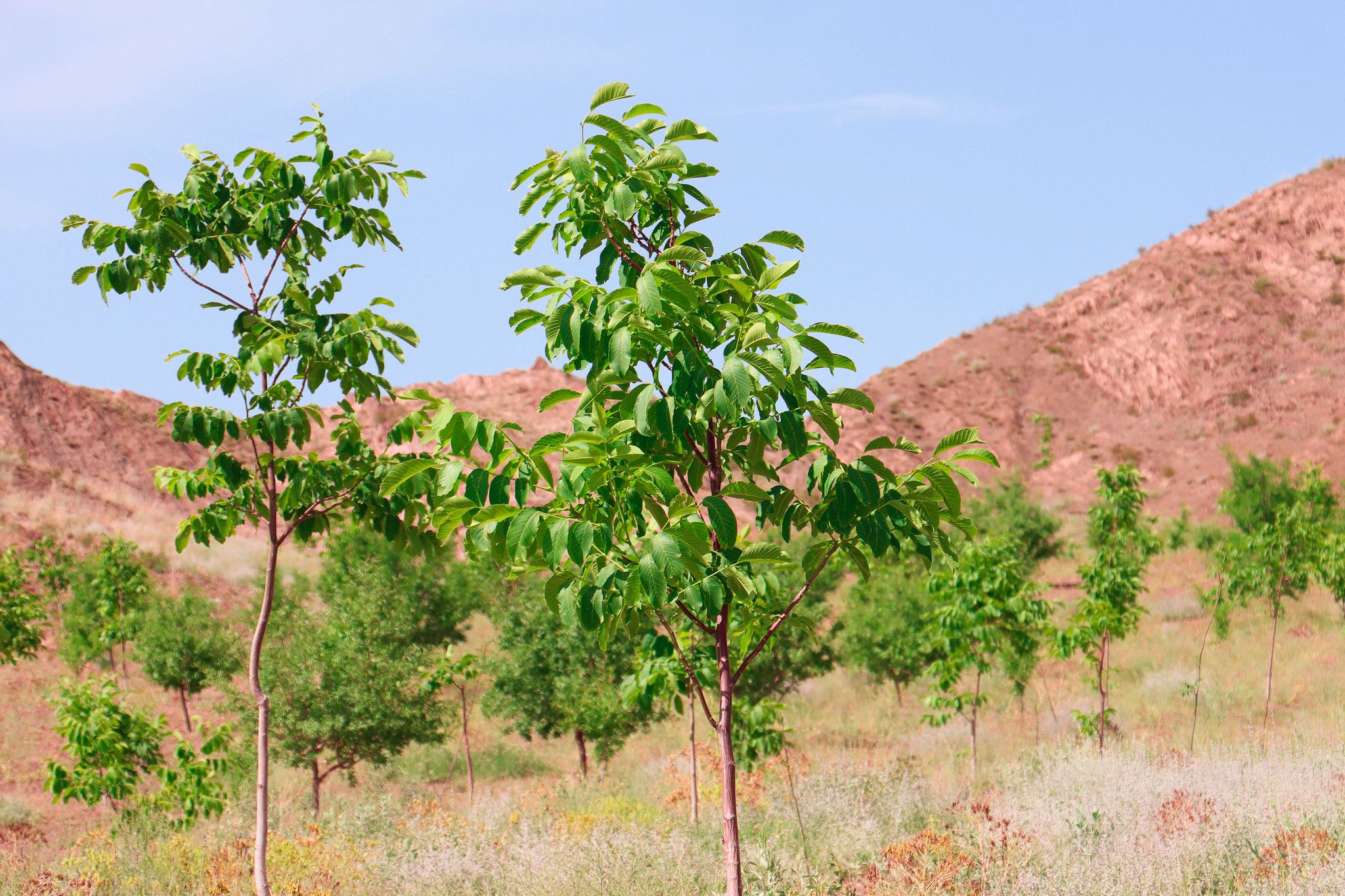 سازمان غذا و کشاورزی ملل متحد از جنگل‌سازی صدها هکتار زمین در پکتیا خبر داد