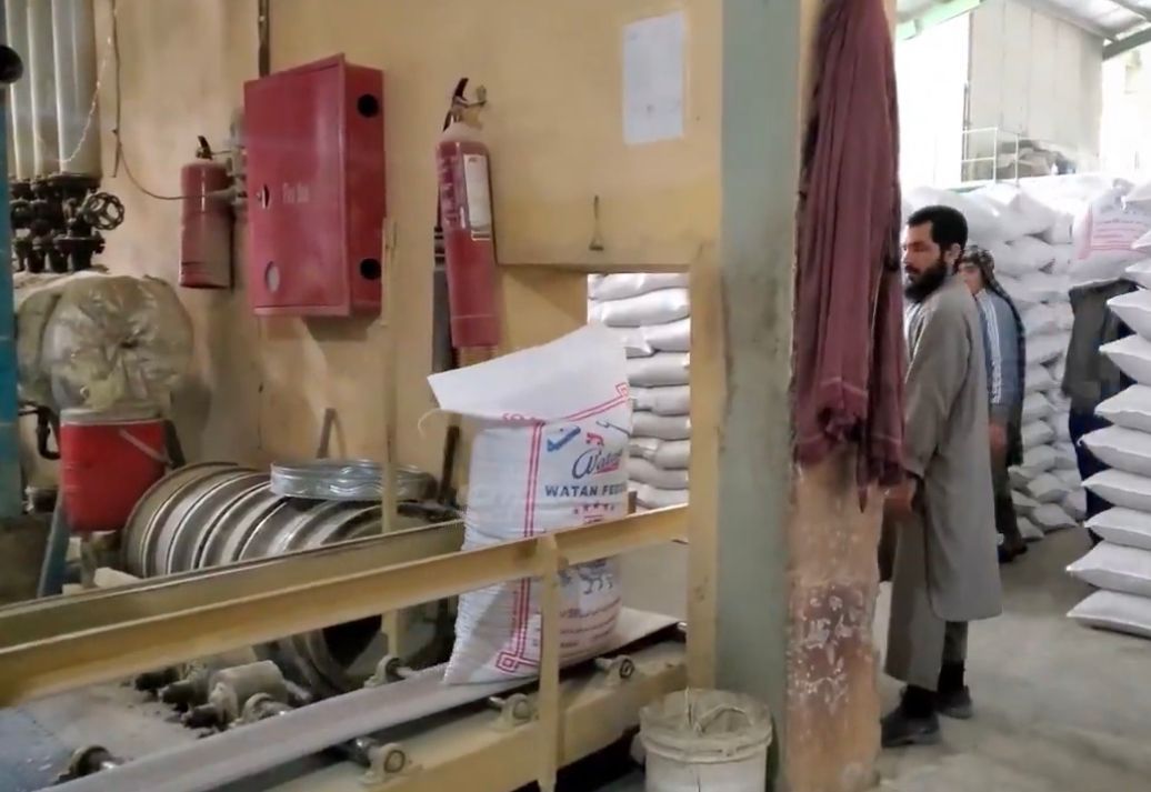 طالبان: کندهار کې هره ورځ ۵۵۰ ټنه د چرګانو دانه تولیدېږي 