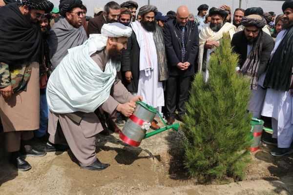 طالبان: راتلونکی کال د هېواد په بېلابېلو سیمو کې له دوو مېلیونو ډېر نیالګي کېنوو
