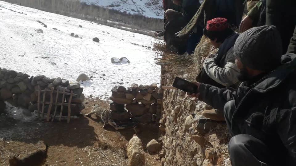 یک پلنگ برفی در بدخشان از چنگ مردم رها شد