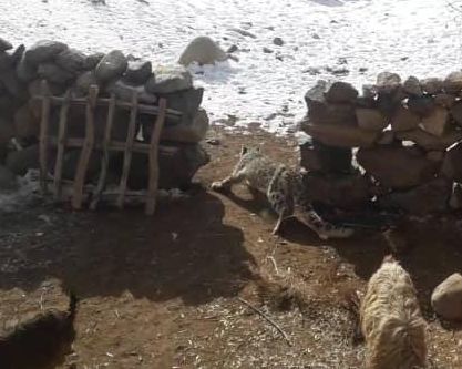 یک پلنگ برفی در بدخشان از چنگ مردم رها شد