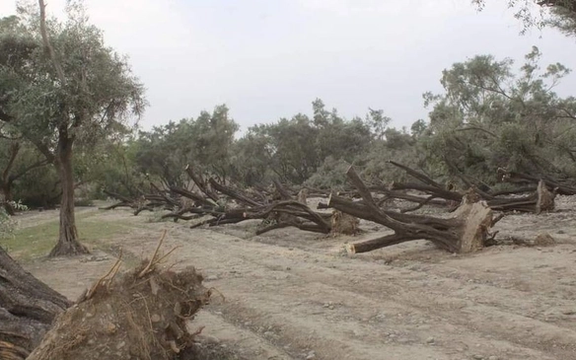 د ننګرهار طالبان: وروستیو طوفانونو د کانال د باغونو او ځنګلونو نیمه برخه له منځه وړې ده