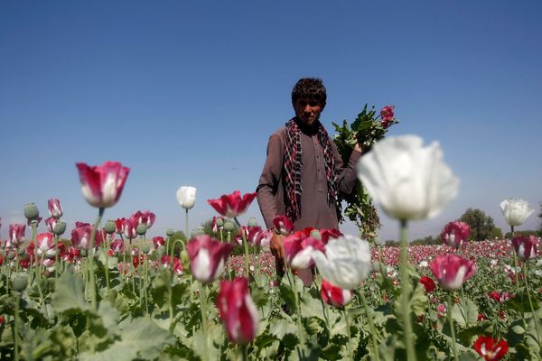 Taliban Rejects SIGAR Report on Drug Trade in Afghanistan