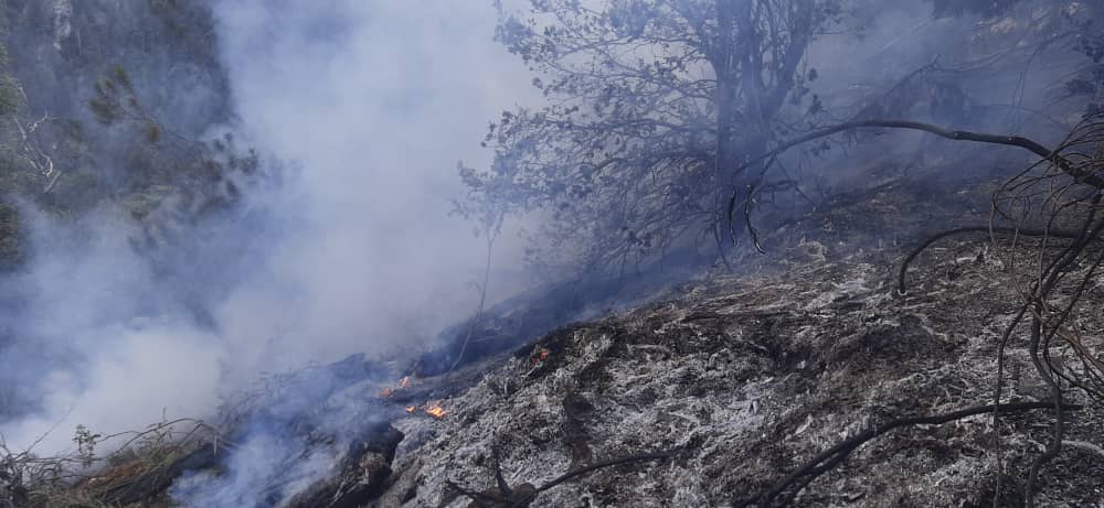 پس از نورستان حالا طالبان از آتش‌سوزی جنگل‌های کنر خبر می‌دهند