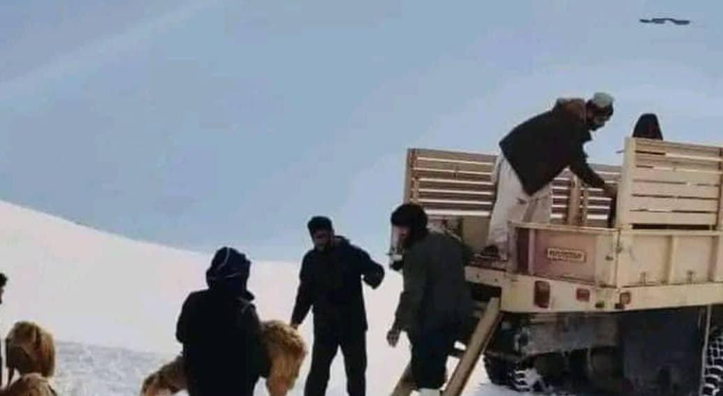 باختر: بیش از ١١ هزار حیوان خانگی براثر بارش برف و سردی هوا در بلخ تلف شده‌اند
