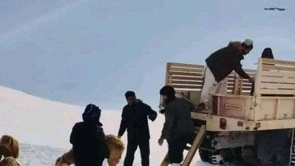 باختر: بیش از ١١ هزار حیوان خانگی براثر بارش برف و سردی هوا در بلخ تلف شدهاند